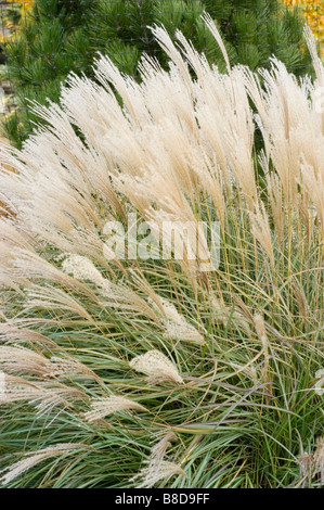 Weiß grüne japanische Silber Grass, Miscanthus Sinensis Var Adagio, Poaceae, China, Japan Stockfoto