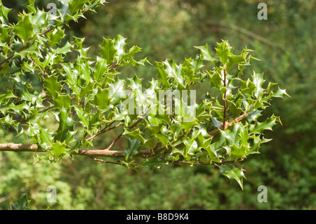 Glänzende dunkelgrüne Blätter von Stechpalme, Europäischer Stechpalme, englischer Stechpalme (Ilex aquifolium) auf einem Zweig in einer Waldlandschaft. Stockfoto