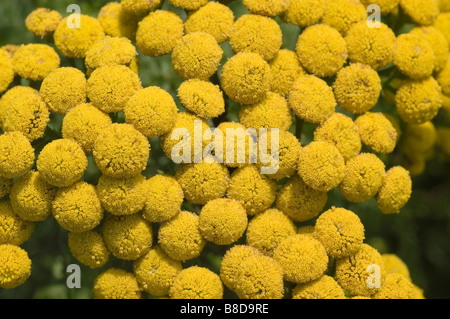 Nahaufnahme der gelben Blüten von Zierraunen, Lockenraunen, Fernleaf Golden Buttons (Tanacetum vulgare var. Crispum) in einem dichten Cluster. Stockfoto