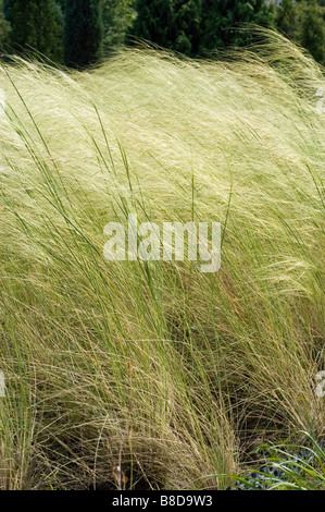 Goldene Federgras, Ziergräser, Poaceae, Stipa pulcherrima Stockfoto