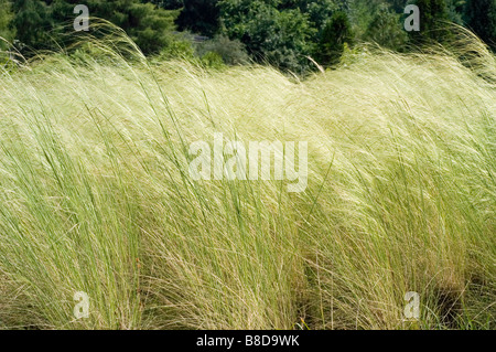 Goldene Federgras, Ziergräser, Poaceae, Stipa pulcherrima Stockfoto