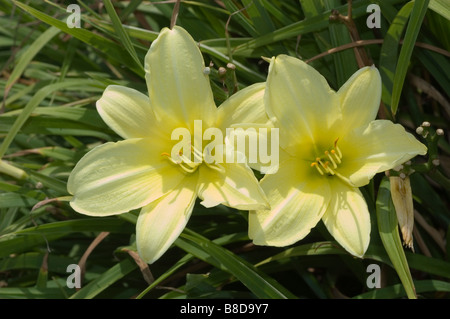 Weiße cremefarbene Blüten der einzigartigen Art Daylily, Hemerocallis hybrida var Mission Moonlight in einer Gartenumgebung. Stockfoto
