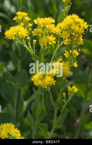 Gelben Blüten der steifen Goldrute, Oligoneuron Rigidum Solidago Rigida, USA Stockfoto