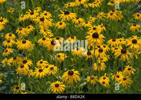 Orange Sonnenhut oder Black eyed Susan - Rudbeckia Fulgida Ait Stockfoto