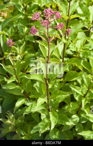 Rosa violetten Blüten des Joe Pye Weed, gefleckte Joepyeweed, Compositae, Eupatorium masculatum Stockfoto