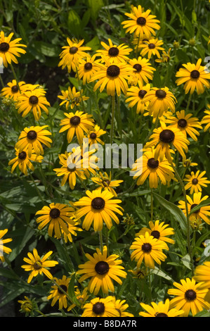 Orange Sonnenhut oder Black eyed Susan - Rudbeckia Fulgida Ait Stockfoto