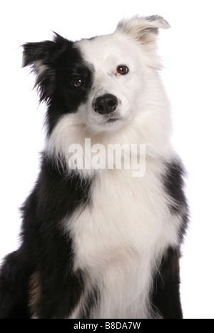Border Collie Hund Portrait-studio Stockfoto