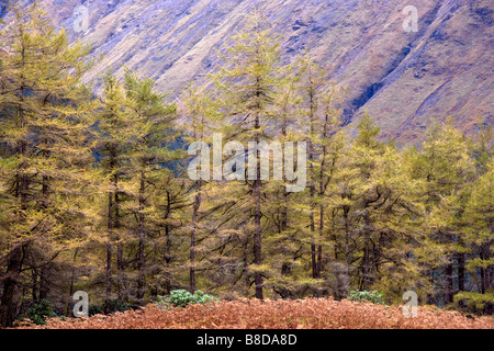 Kiefern im Glen Etive in den Highlands von Schottland mit einer Bergkulisse. Stockfoto