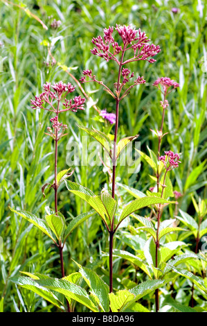 Rosa violetten Blüten des Joe Pye Weed, gefleckte Joepyeweed, Compositae, Eupatorium masculatum Stockfoto