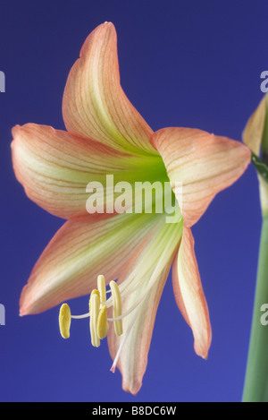 Hippeastrum "Venusto" (Amaryllis) Sonatini Hybrid Hardy im freien hippeastrum Stockfoto