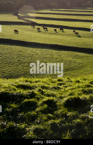 Kühe auf der Weide in Yorkshire Dales, Yorkshire, England Stockfoto