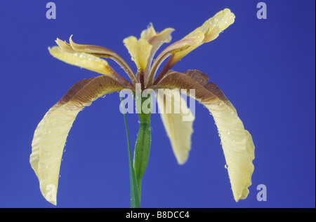 Iris Foetidissima var. Citrina (stinkende Gladwyn, stinkende Iris) Stockfoto