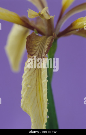 Iris Foetidissima var. Citrina (stinkende Gladwyn, stinkende Iris) Stockfoto