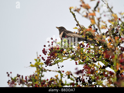 Ring Ouzel Turdus Manlius auf Weißdornbeeren Stockfoto