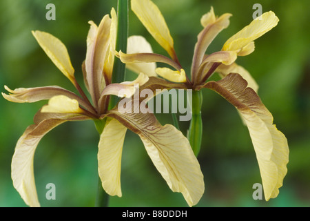 Iris Foetidissima var. Citrina (stinkende Gladwyn, stinkende Iris) Stockfoto