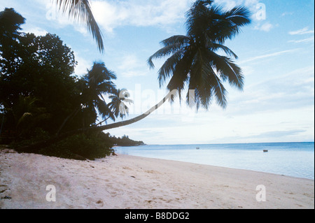 Seychellen ein Takamaka Baum über einen einsamen Sonnenstrand auf den Seychellen. Stockfoto