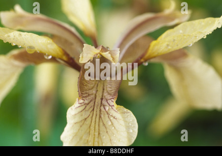Iris Foetidissima var. Citrina (stinkende Gladwyn, stinkende Iris) Stockfoto