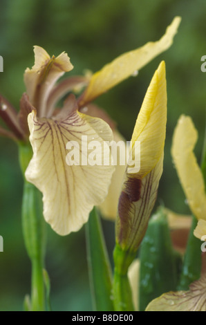 Iris Foetidissima var. Citrina (stinkende Gladwyn, stinkende Iris) geschlossene Blume und offene Blume Stockfoto
