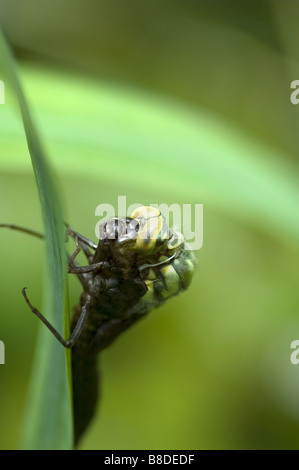 Südlichen Hawker Libelle - Aeshna Cyanea aus Exuviae am Blatt. Stockfoto