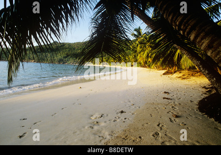 Seychellen, ein Sandstrand von Palm auf Mahé. Die Seychellen erlangte seine Unabhängigkeit im Jahr 1976. Stockfoto