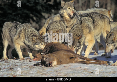 tk0052, Thomas Kitchin; Graue Wölfe/Timber Wölfe Wolf Pack weiß-angebundene Rotwild Beute Winter Boreal est Kanada Canis Lupus Stockfoto