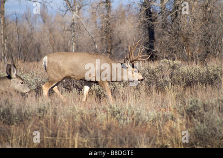 Große 10 Punkt Bock mit weiblichen Maultierhirsche Grand Teton Wyoming USA Stockfoto