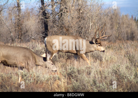 Große 10 Punkt Bock mit weiblichen Maultierhirsche Grand Teton Wyoming USA Stockfoto