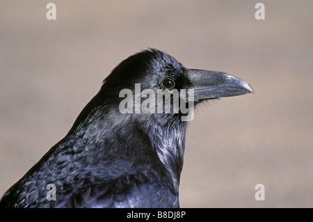 tk0169, Thomas Kitchin; Gemeinsamen Raven Herbst Nordamerika Corvus corax Stockfoto