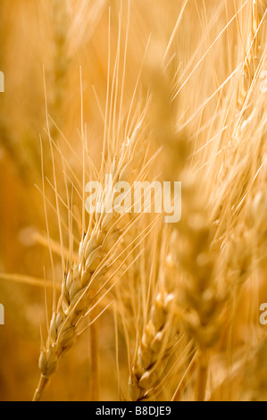 Full-Frame der Köpfe von Weizen, Saskatchewan, Kanada Stockfoto