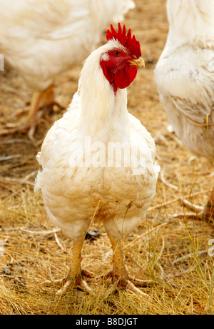 Inländische freilaufende Hühner, Saskatchewan, Kanada Stockfoto