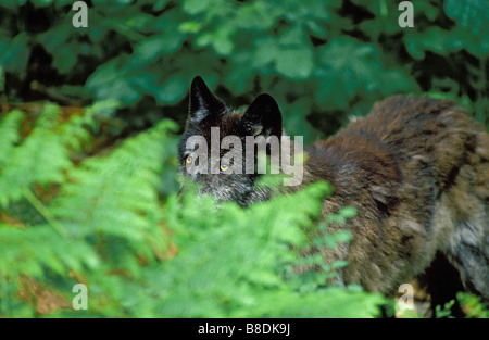 tk0256, Thomas Kitchin; Grauer Wolf Schwarz Farbe Phase Küsten B C Kanada Canis lupus Stockfoto