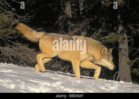 tk0259, Thomas Kitchin; Grauer Wolf stalking durch Schnee Rocky Mountains Winter Canis lupus Stockfoto