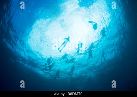 Taucher im Meer Stockfoto