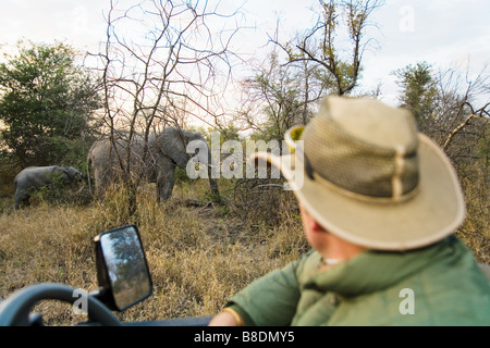 Mann, Blick auf Elefanten Stockfoto