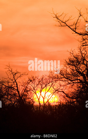 Sonnenaufgang im Sabi Sand reserve Stockfoto