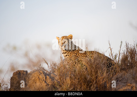 Leopard Stockfoto