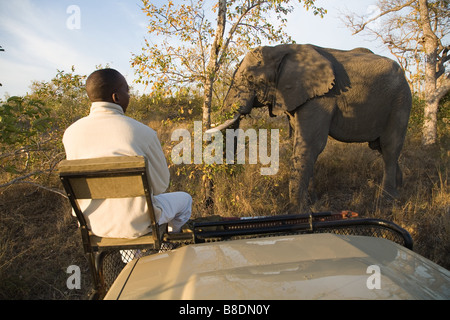 Tracker, die afrikanischen Elefanten betrachten Stockfoto