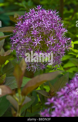 Lila Blüten von Allium 'Globemaster' sind in lila gefärbten Blätter der Blutweiderich violett-Blatt, für ein anspruchsvolles Design wider. Stockfoto