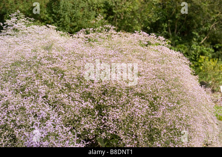 Seelavender (Limonium latifolium) blüht in Europa. Dichte Gruppe von winzigen blassvioletten Blüten aus der Familie der Plumbaginaceae. Stockfoto