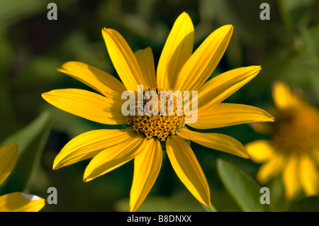 Gelben Blüten der glatten Oxeye oder falsche Sonnenblume, Heliopsis Helianthoides, Nordamerika Stockfoto