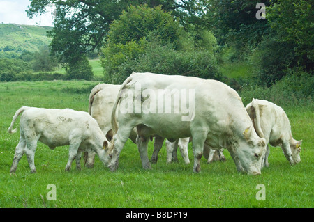 Charolais Kühe in einem Feld in Devon Stockfoto