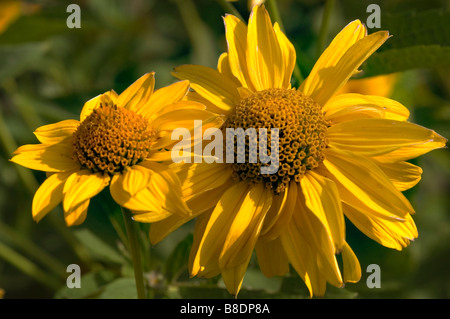 Gelbe Blüten von glattem Ochsenauge oder False Sunflower, Heliopsis helianthoides, blühend in einem Garten. Einheimische Staudenpflanze in Nordamerika. Stockfoto