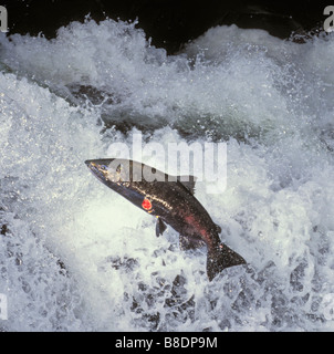 Königslachs aka King Salmon sichtbare Wunde von Migration Corhynchus Tschawytscha über Felsen springen Stockfoto