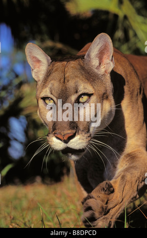 tk0399, Thomas Kitchin; Florida Panther vom Aussterben bedrohte Arten Florida Felis Concolor coryi Stockfoto