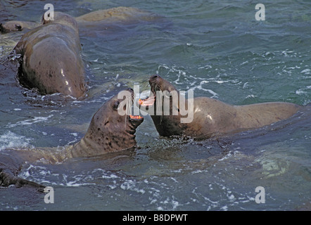 tk0433, Thomas Kitchin; Steller Seelöwen - Junge Stiere spielen Pacific Coast Britisch-Kolumbien/Alaska Eumetopias jubatus Stockfoto