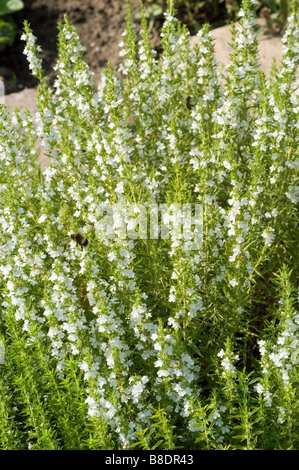 Weiße Blüten von Winterbohnenkraut Satureja montana Stockfoto