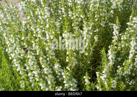 Weiße Blüten von Winterbohnenkraut Satureja montana Stockfoto