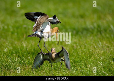 Uferschnepfe Stockfoto