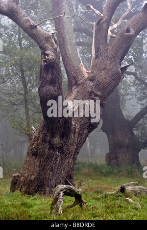 Riesige alte Eiche Bäume Dunst und Nebel. Stockfoto