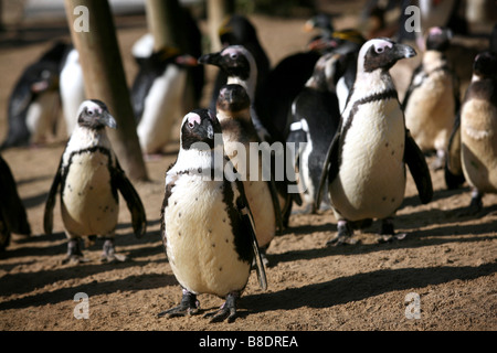 Pinguine am lebenden Küsten, Torquay, Devon, UK Stockfoto